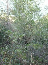 Alnus rhombifolia Plant